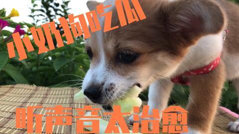 娱乐吃瓜酱小狗被卖,背后的故事与反思